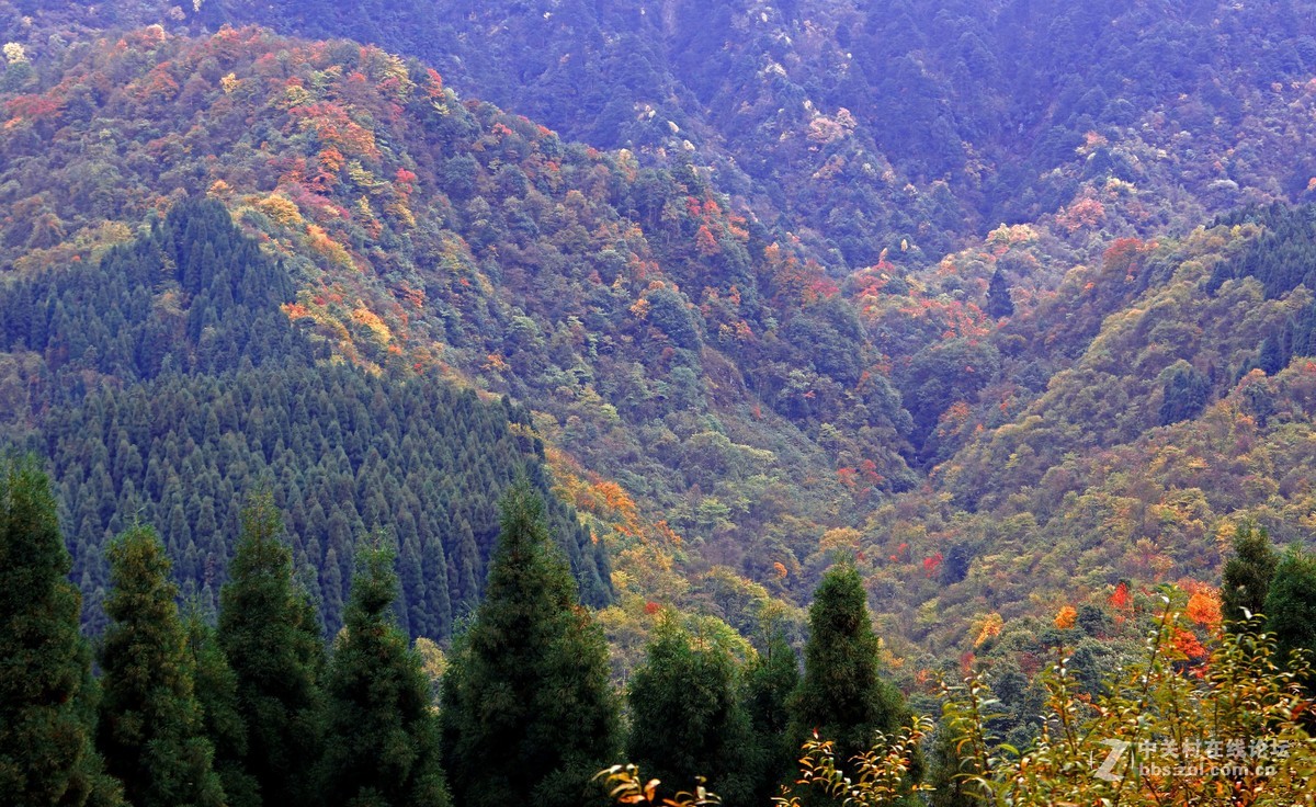 崇州鸡冠山的彩林