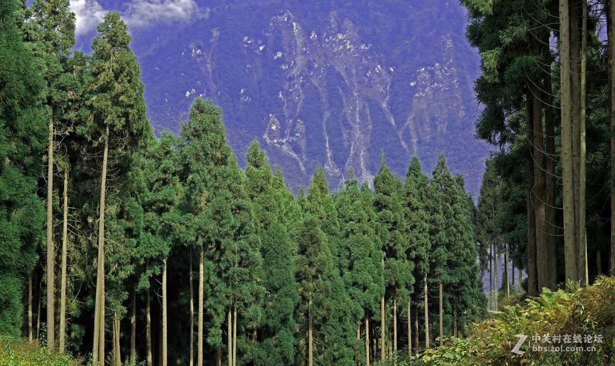 崇州鸡冠山的彩林