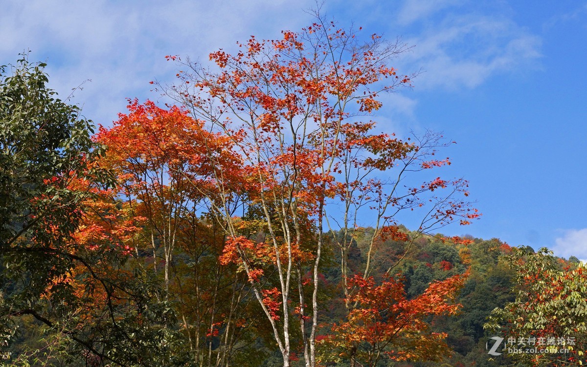 崇州鸡冠山的彩林