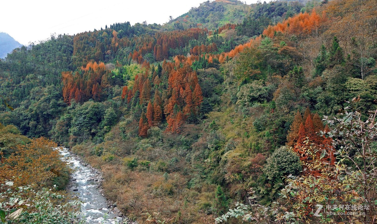 崇州鸡冠山的彩林