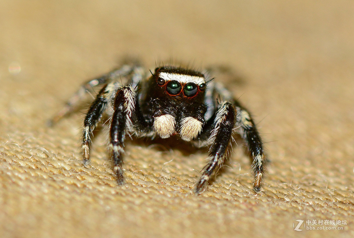 凶恶的黑色跳蛛