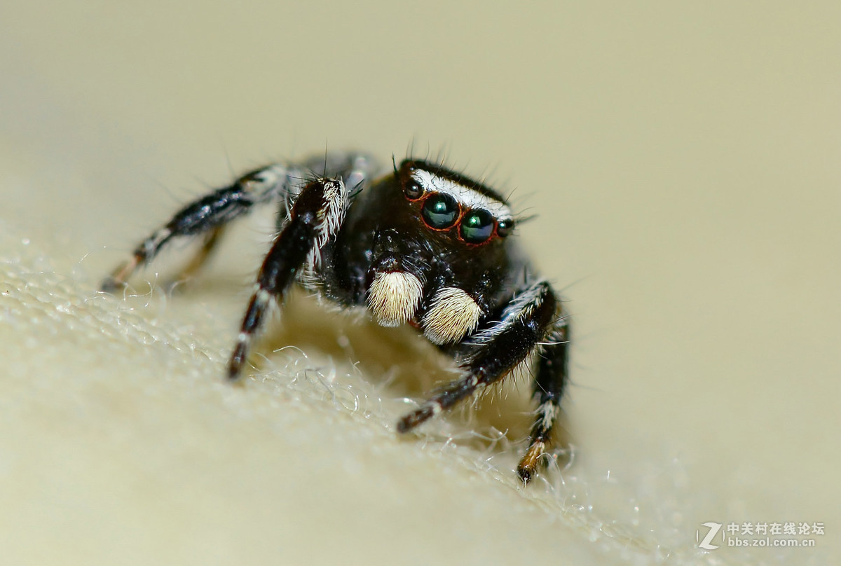 凶恶的黑色跳蛛