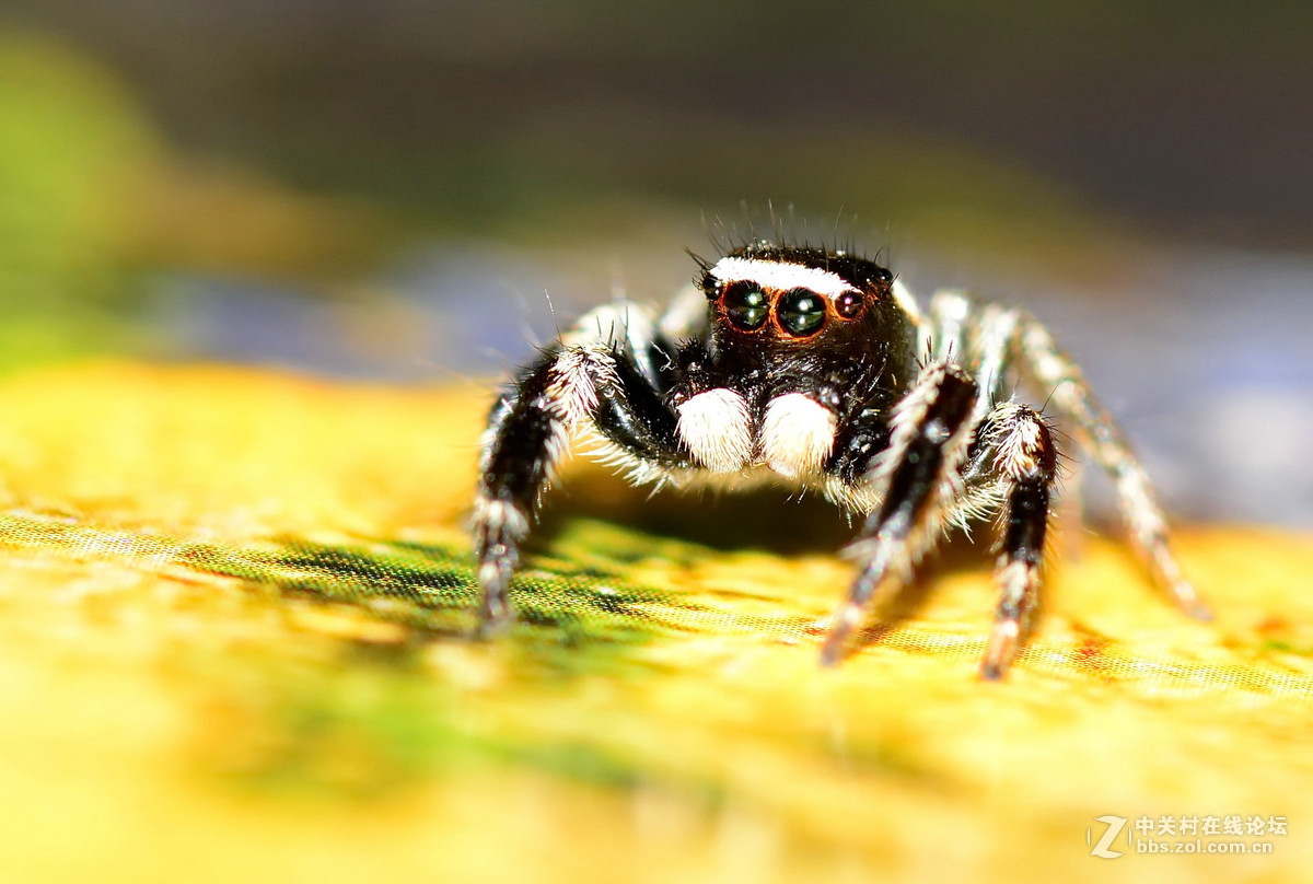 凶恶的黑色跳蛛