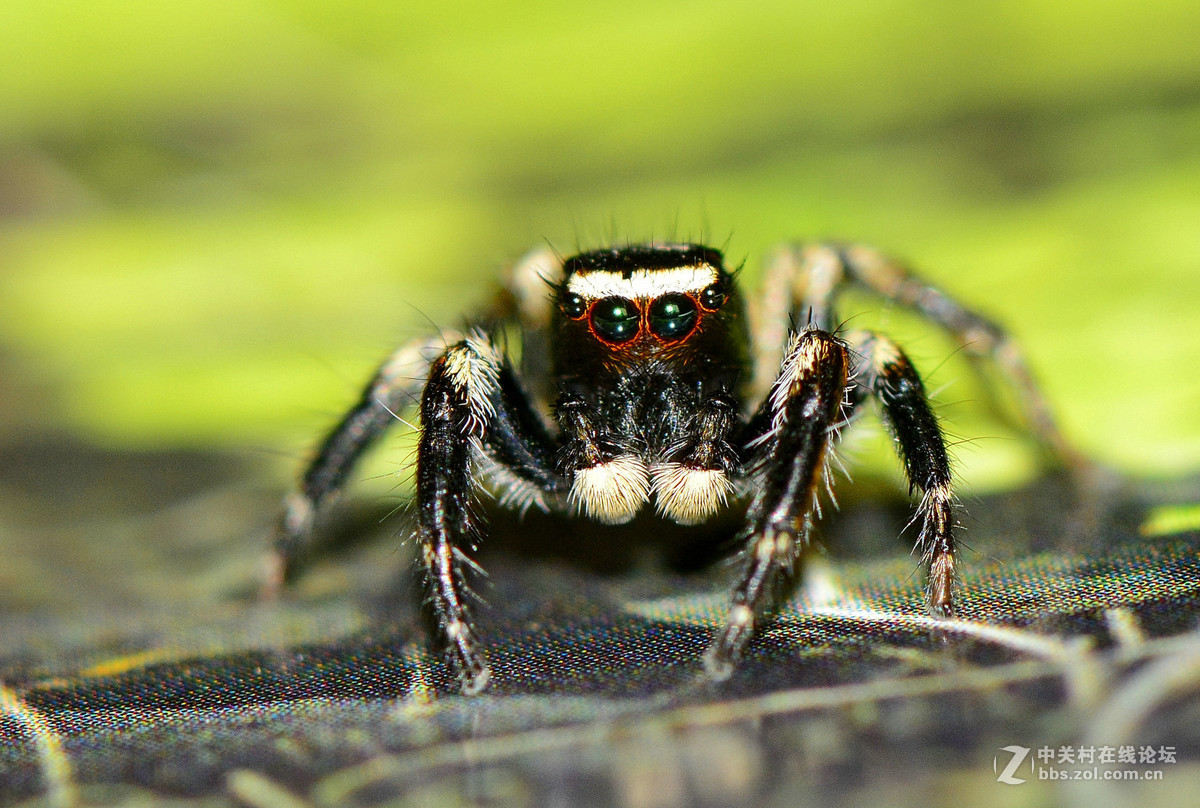 凶恶的黑色跳蛛