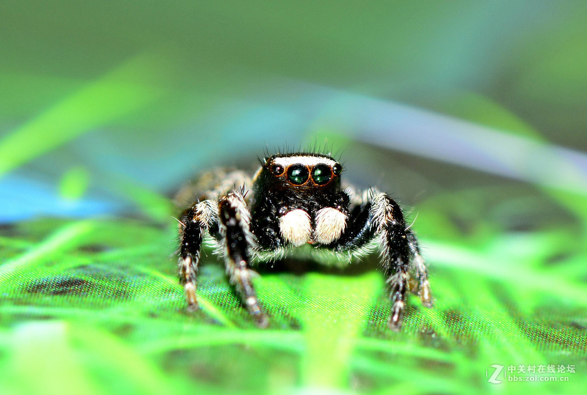 凶恶的黑色跳蛛