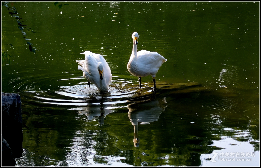 寻光小品。-中关村在线摄影论坛