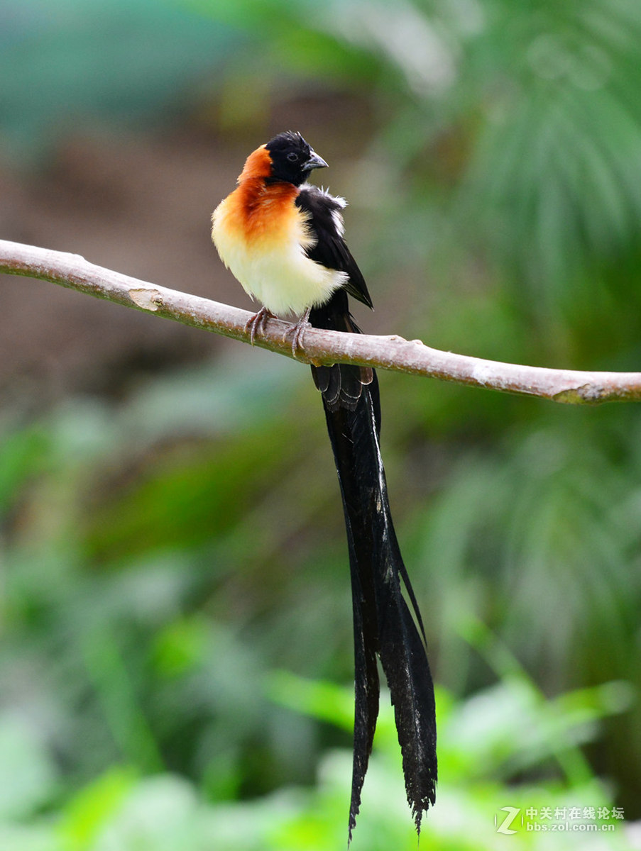 长尾维达-中关村在线摄影论坛
