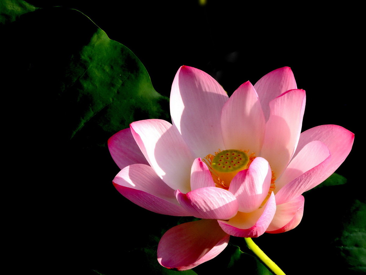 花卉11