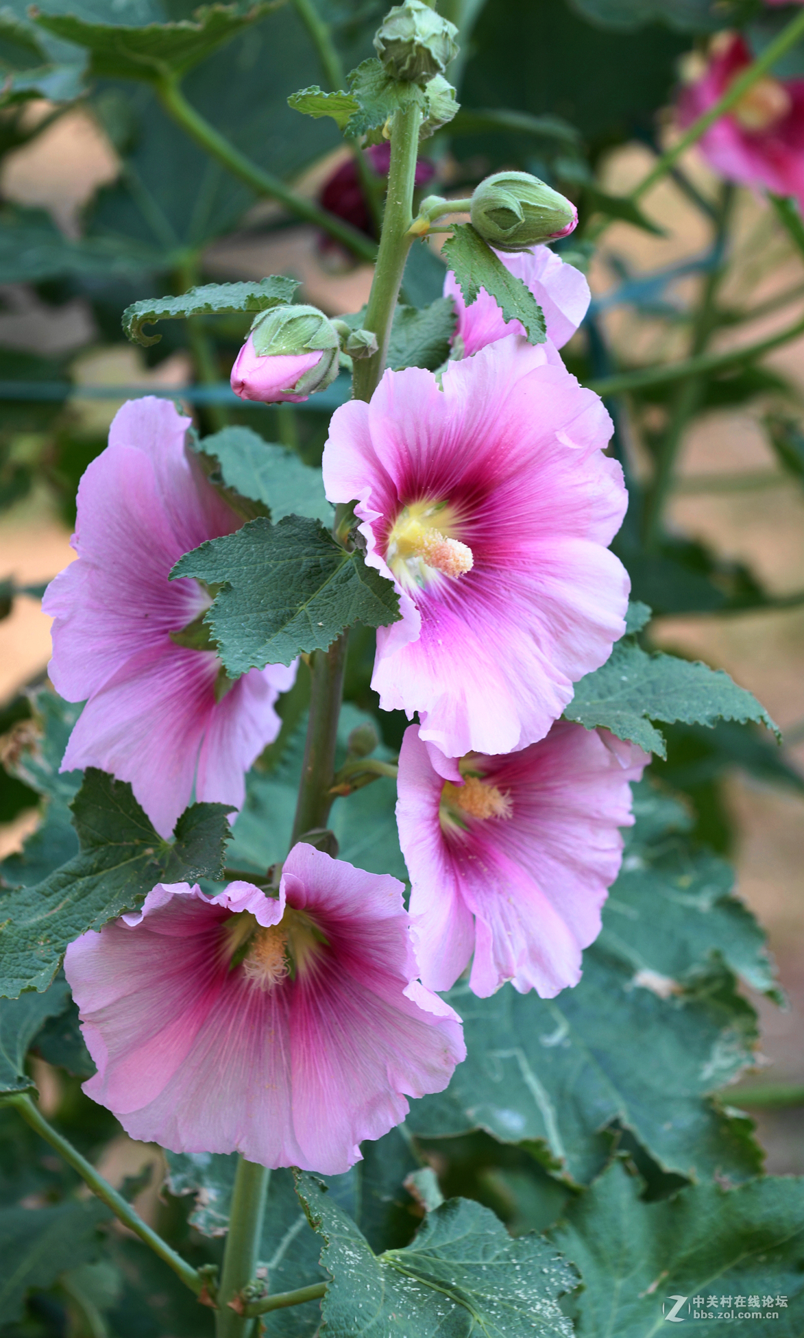 盛开的蜀葵花一美丽又动人