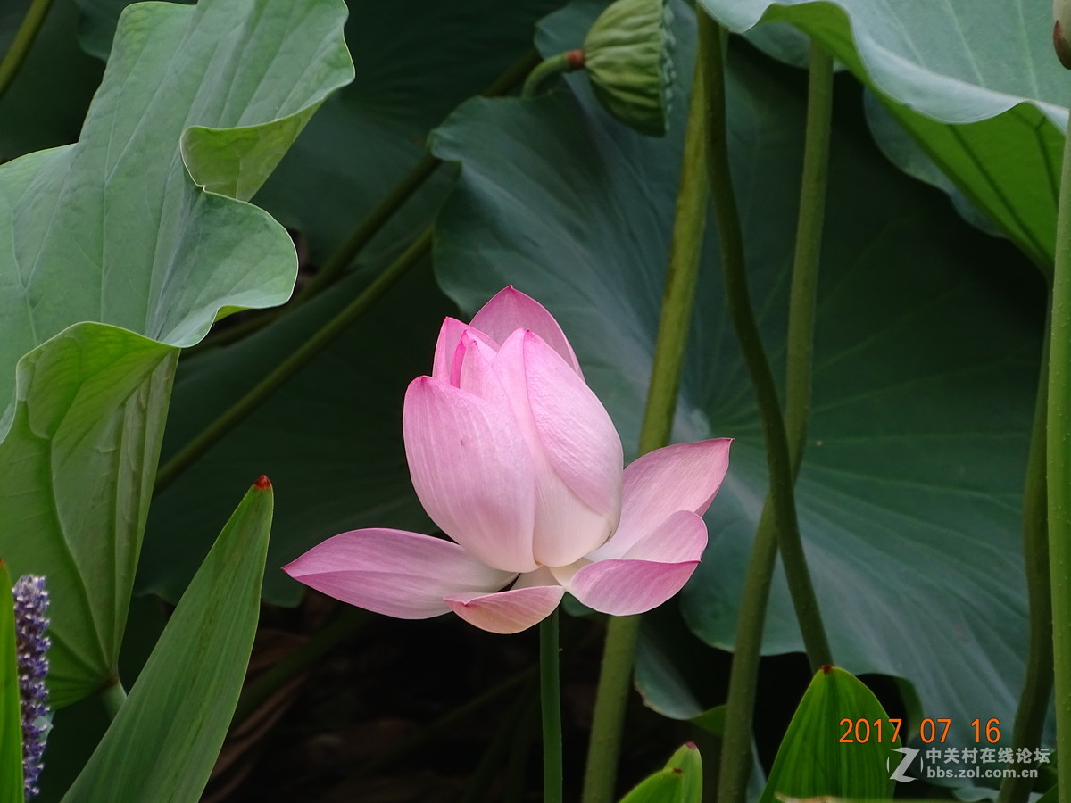 17年郑州紫荆山公园荷花节