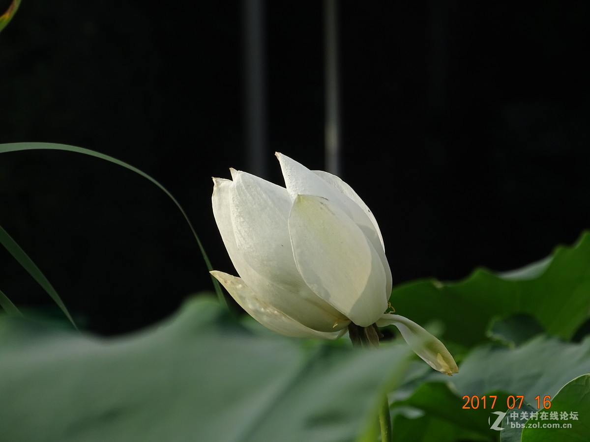 17年郑州紫荆山公园荷花节