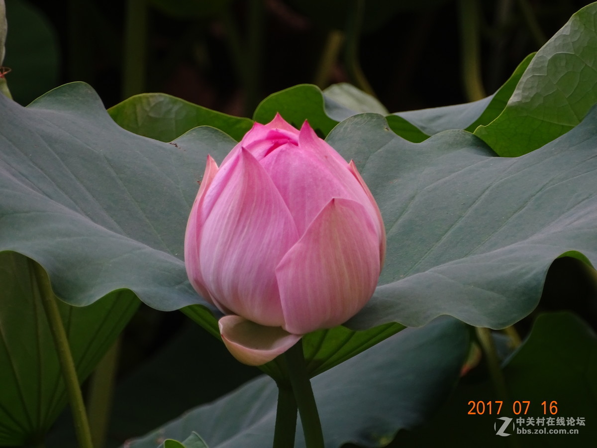 17年郑州紫荆山公园荷花节