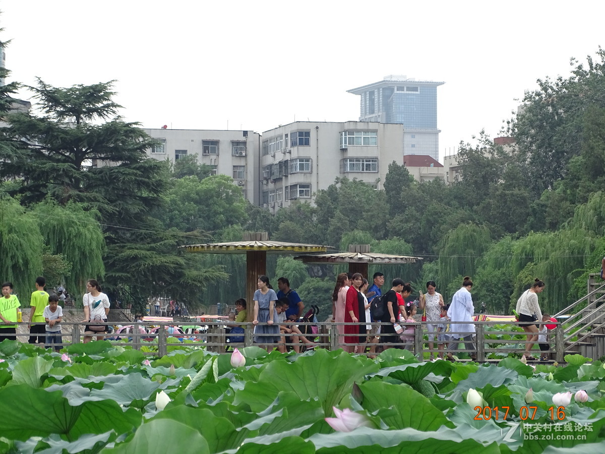 17年郑州紫荆山公园荷花节