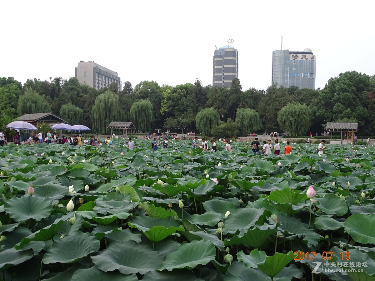 17年郑州紫荆山公园荷花节