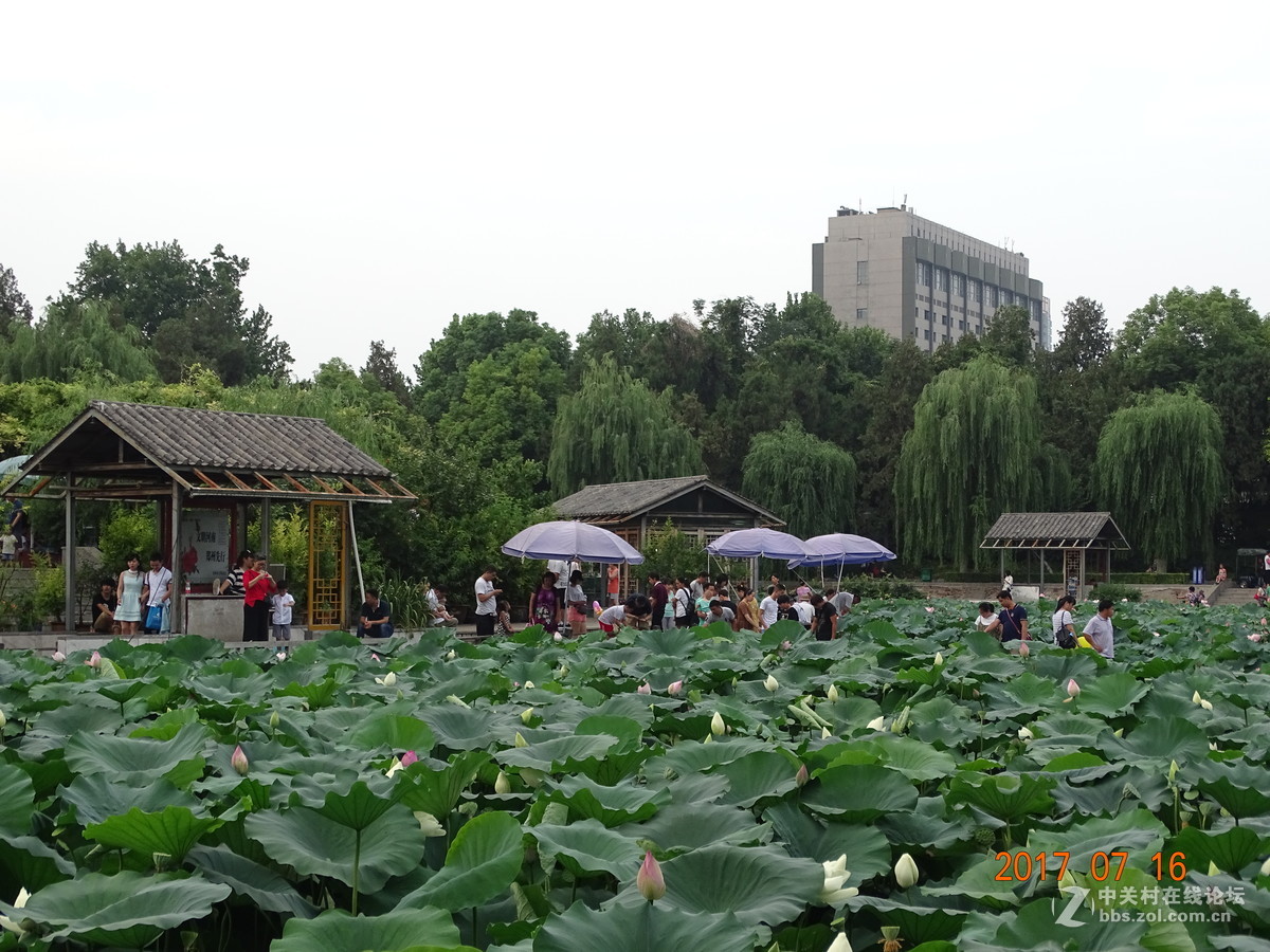 17年郑州紫荆山公园荷花节