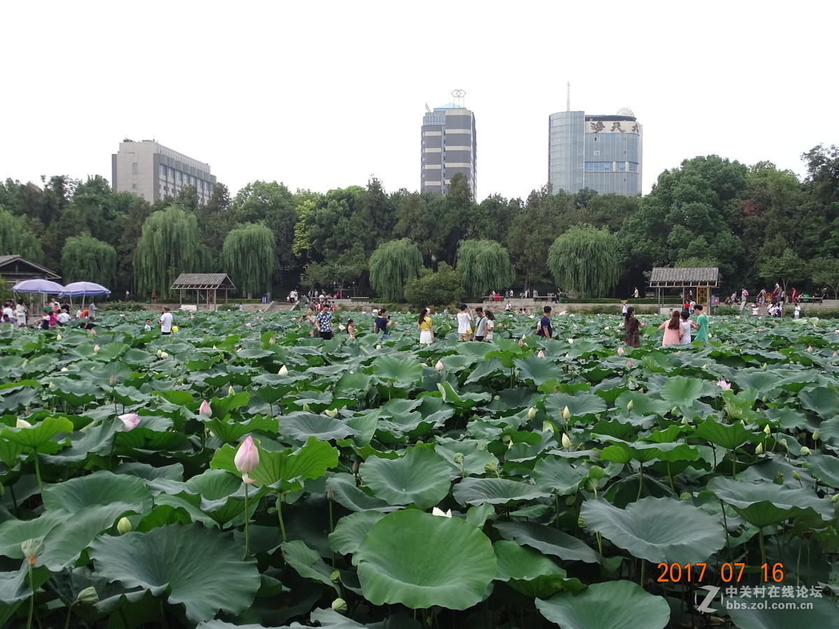 17年郑州紫荆山公园荷花节