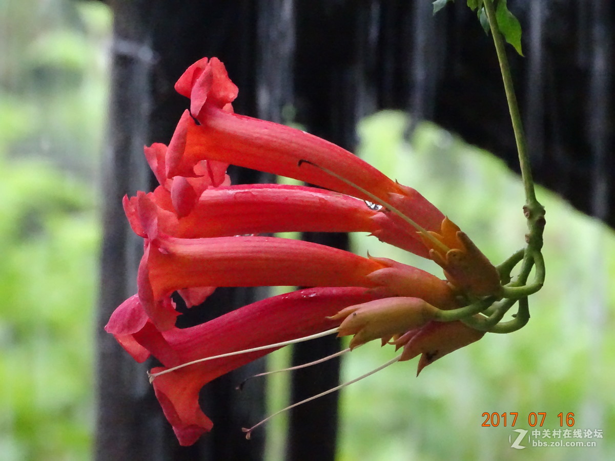 17年郑州紫荆山公园荷花节
