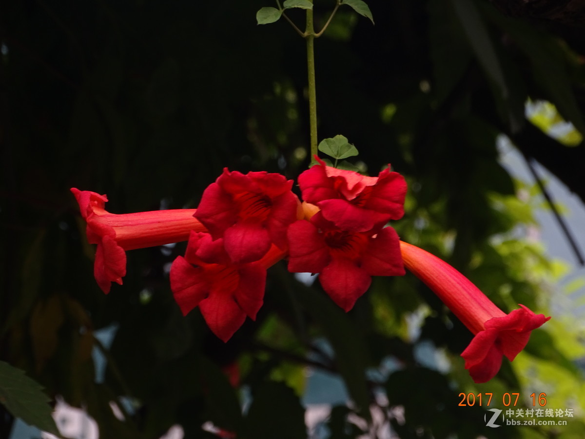 17年郑州紫荆山公园荷花节