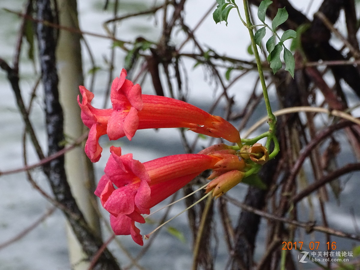 17年郑州紫荆山公园荷花节