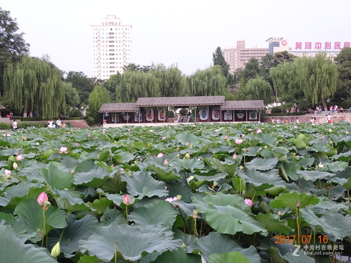 17年郑州紫荆山公园荷花节