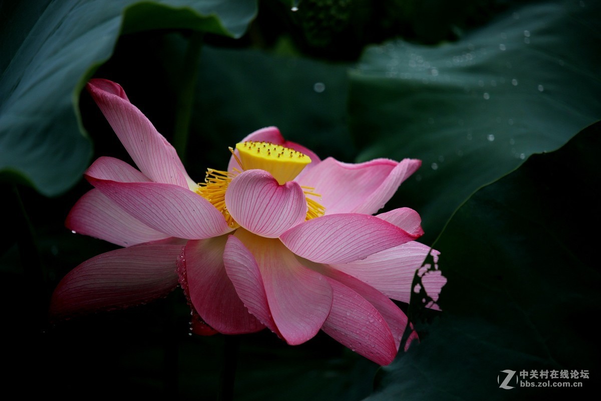 雨后
