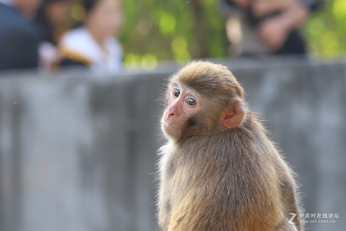 動物園裡的猴子-中關村在線攝影論壇