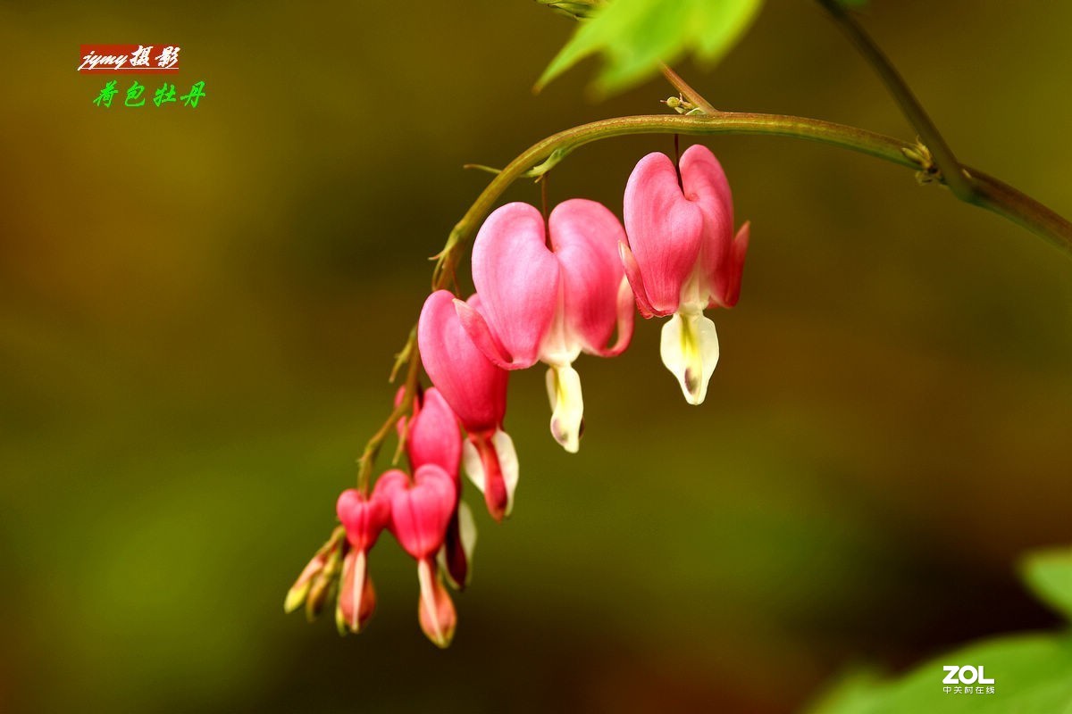 初冬时节回看夏日的“荷包牡丹”