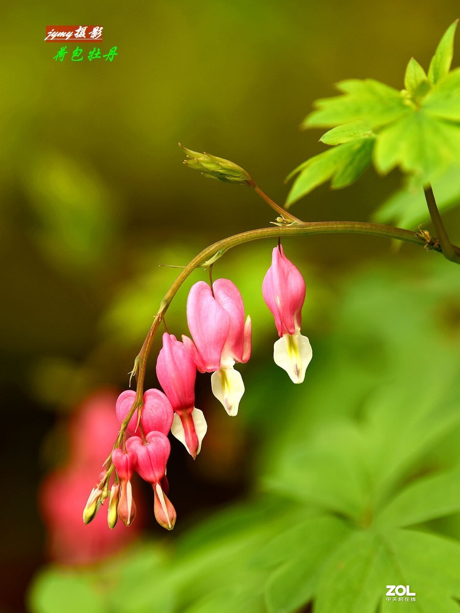 初冬时节回看夏日的“荷包牡丹”