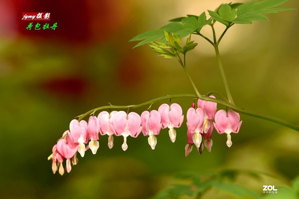 初冬时节回看夏日的“荷包牡丹”