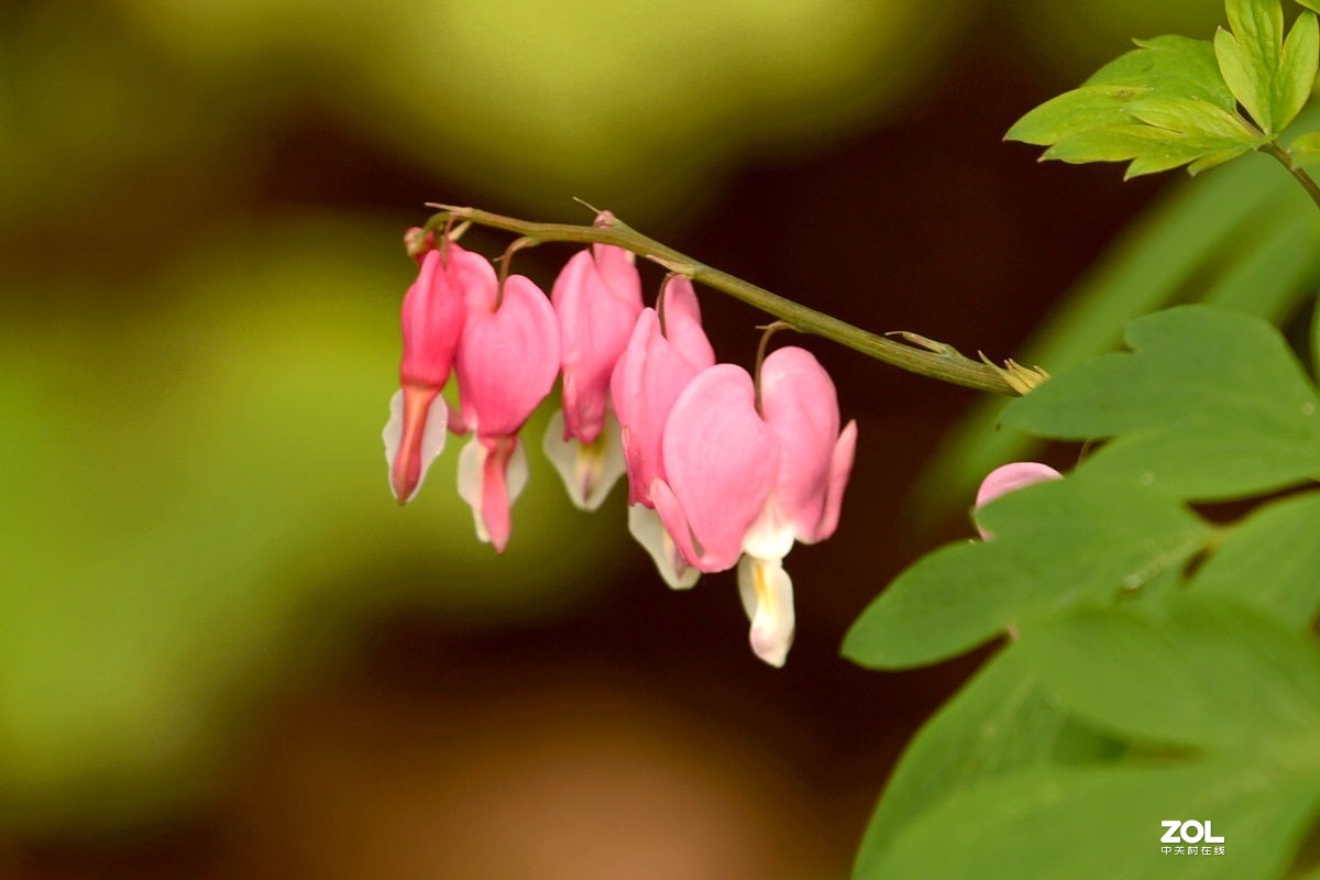 初冬时节回看夏日的“荷包牡丹”