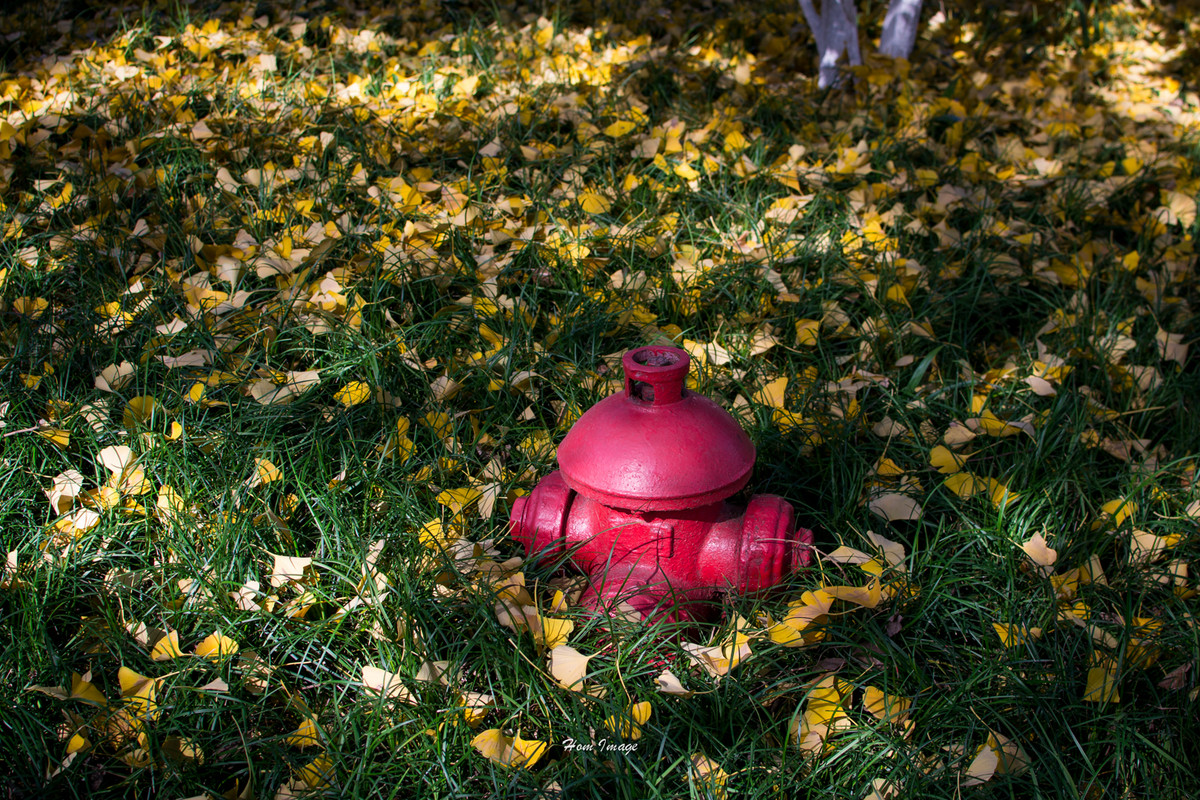 小而精，素质不含糊！（D3100与35 1.8gDX游南京！高清多图！）