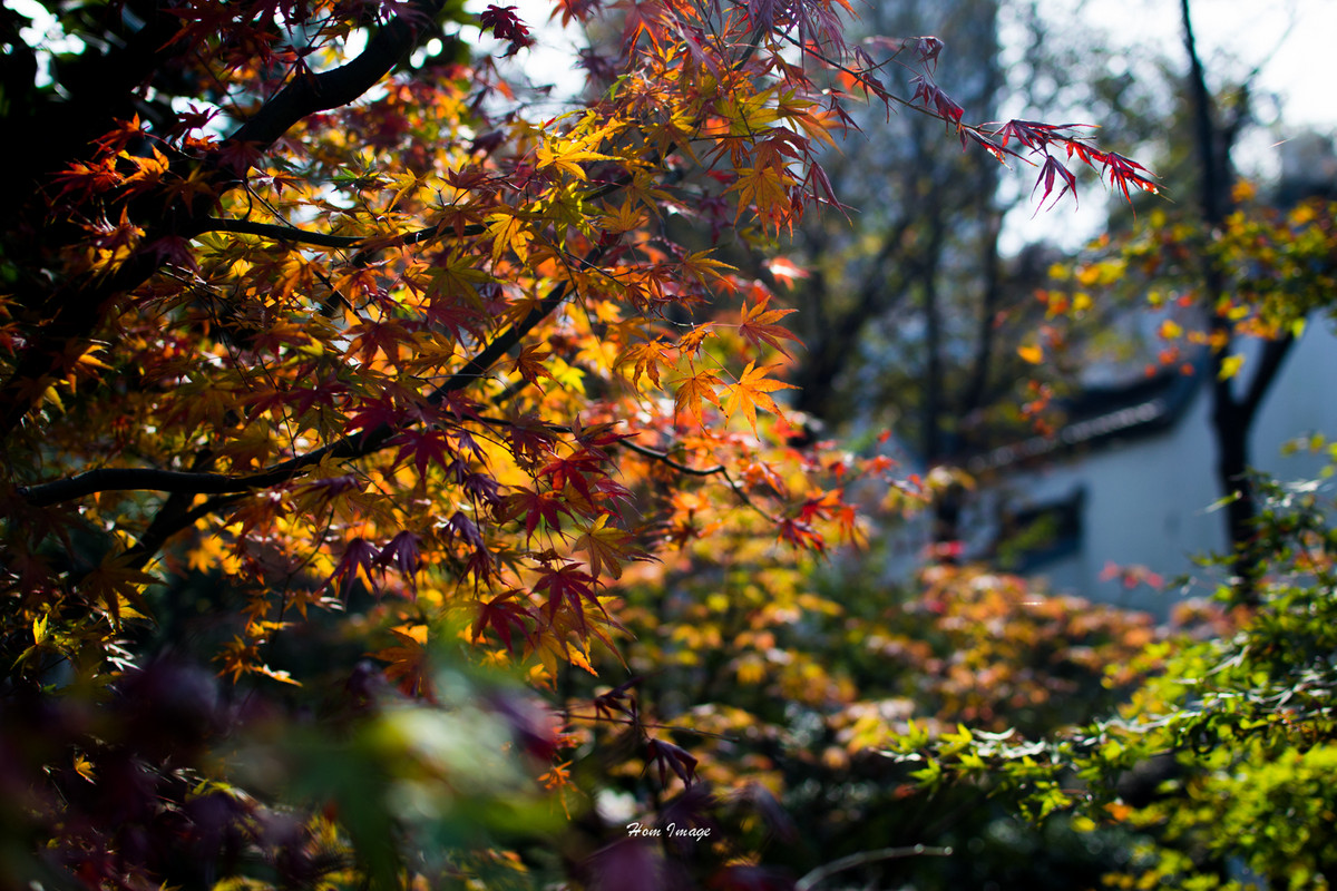 小而精，素质不含糊！（D3100与35 1.8gDX游南京！高清多图！）