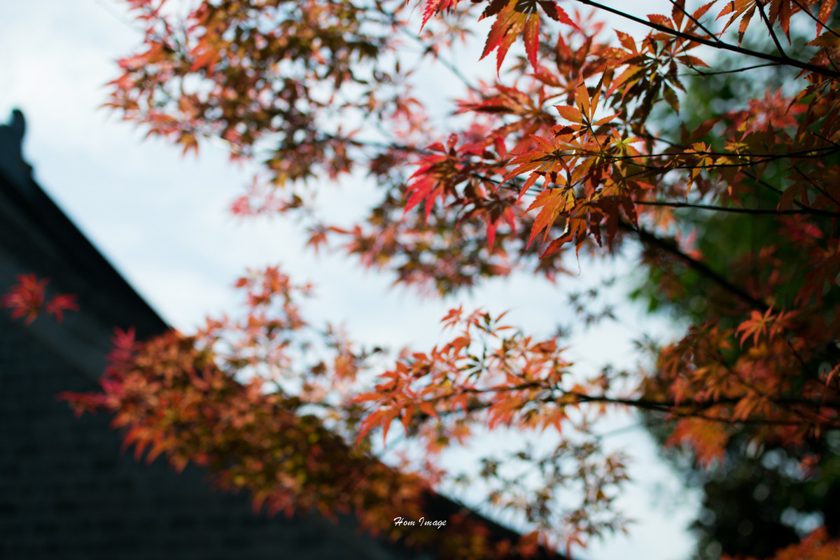 小而精，素质不含糊！（D3100与35 1.8gDX游南京！高清多图！）