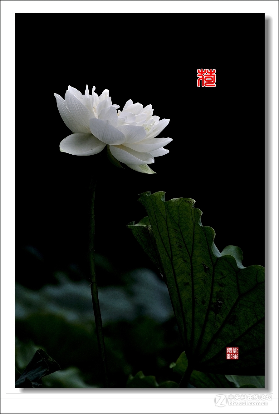 【视觉光影】竖版荷花