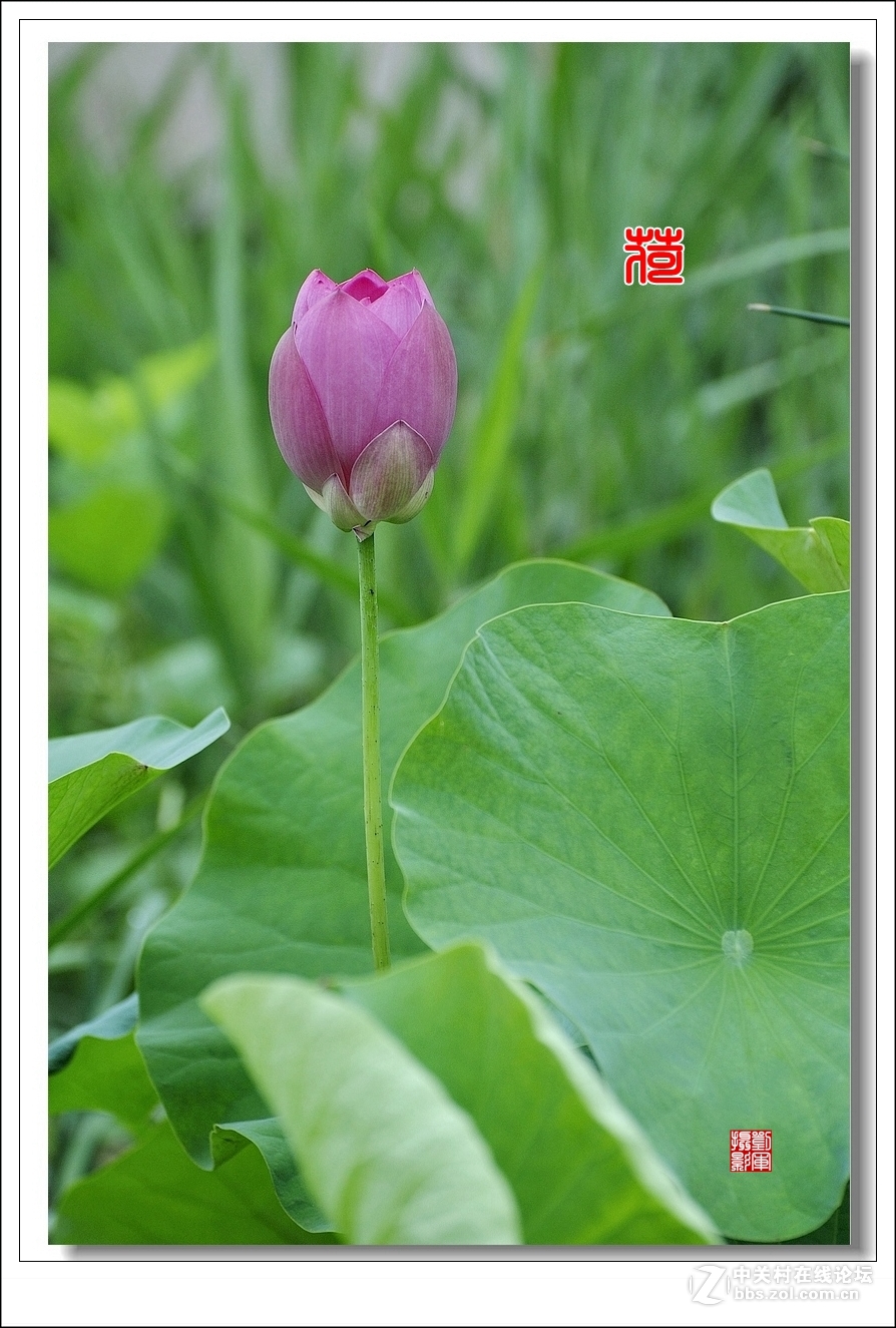 【视觉光影】竖版荷花