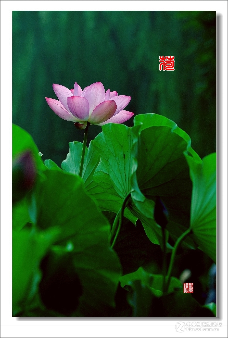 【视觉光影】竖版荷花