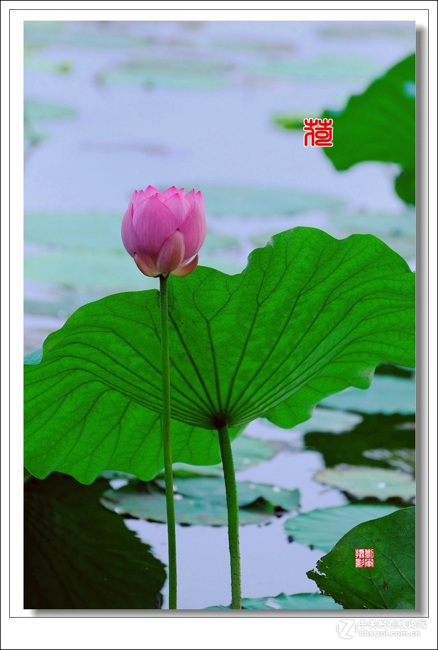 【视觉光影】竖版荷花