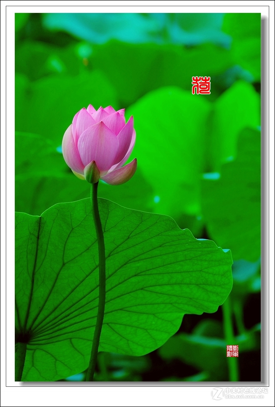 【视觉光影】竖版荷花