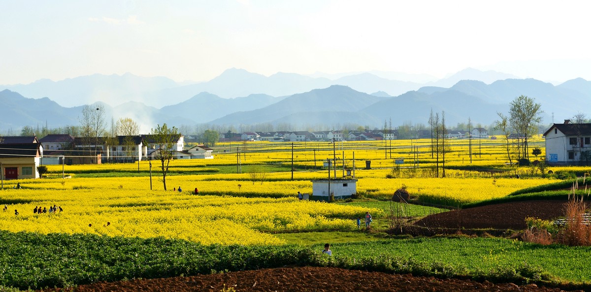 陝西漢中油菜花