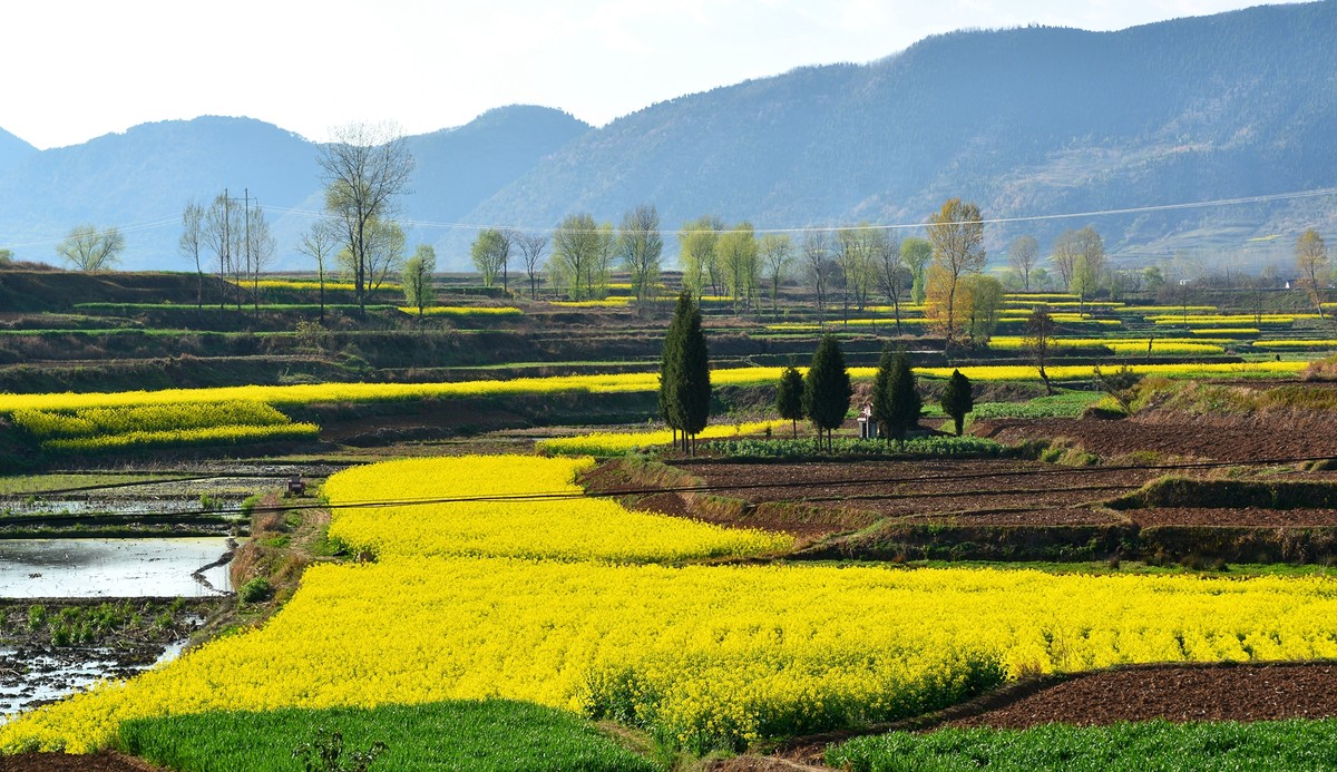 陝西漢中油菜花