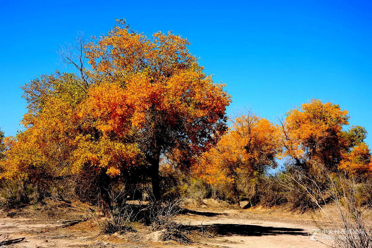 观赏河西走廊风光，领略丝绸之路文明【总结】