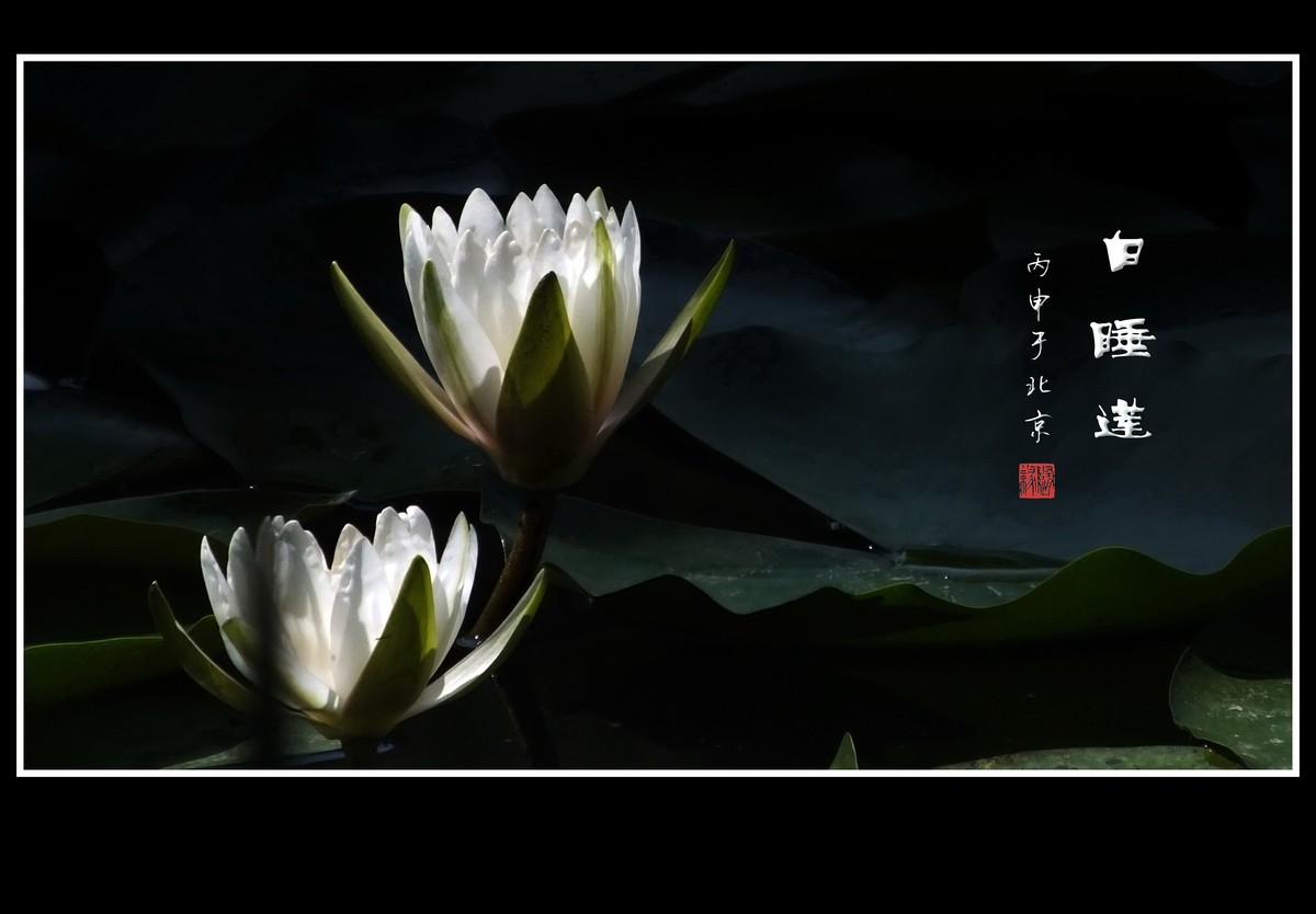 雪白的白睡莲花