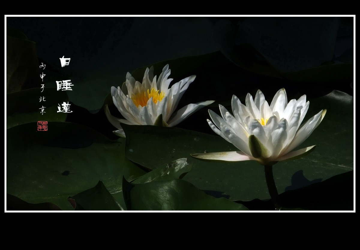 雪白的白睡莲花