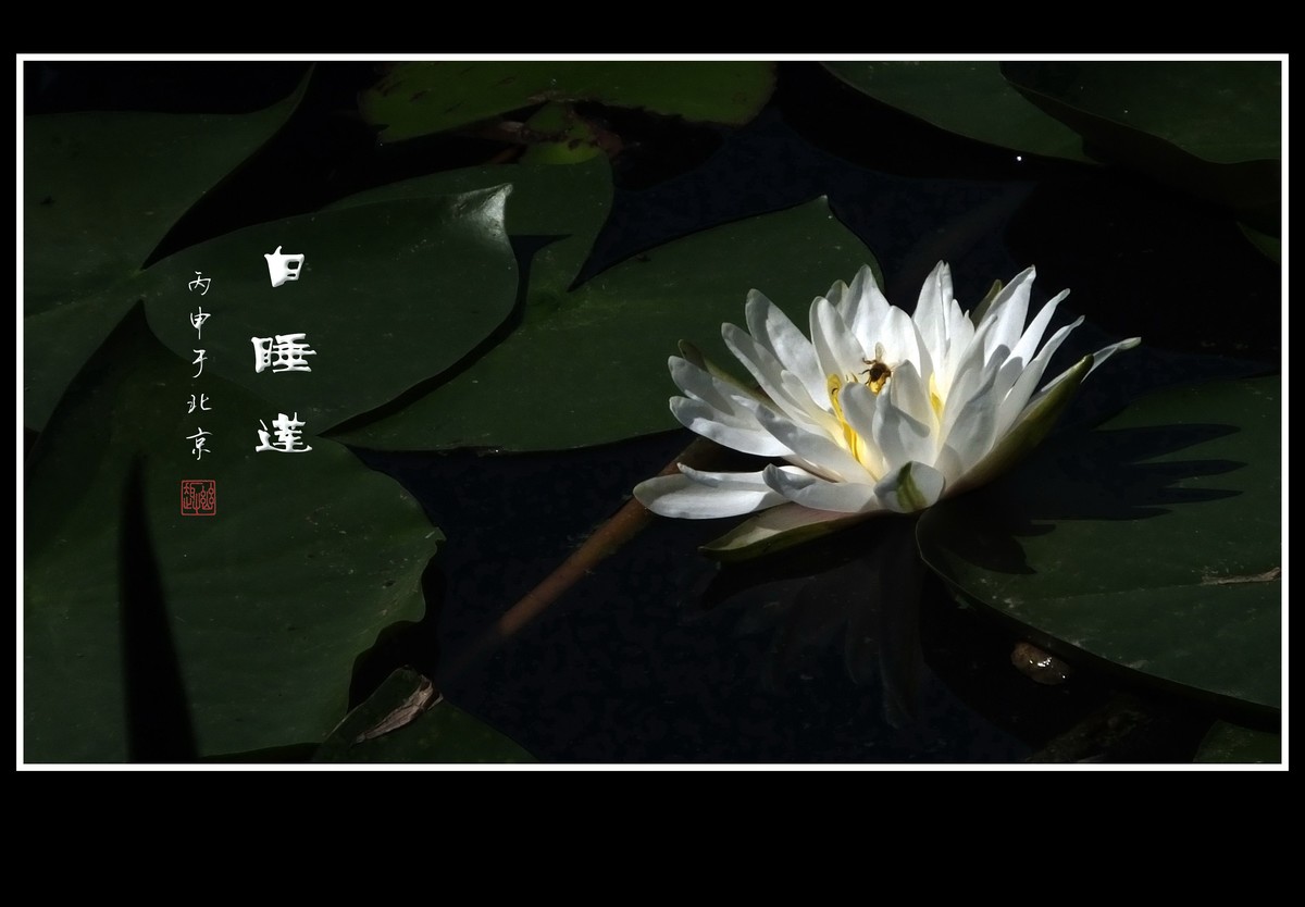 雪白的白睡莲花