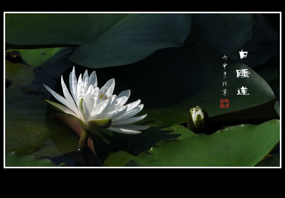 雪白的白睡莲花