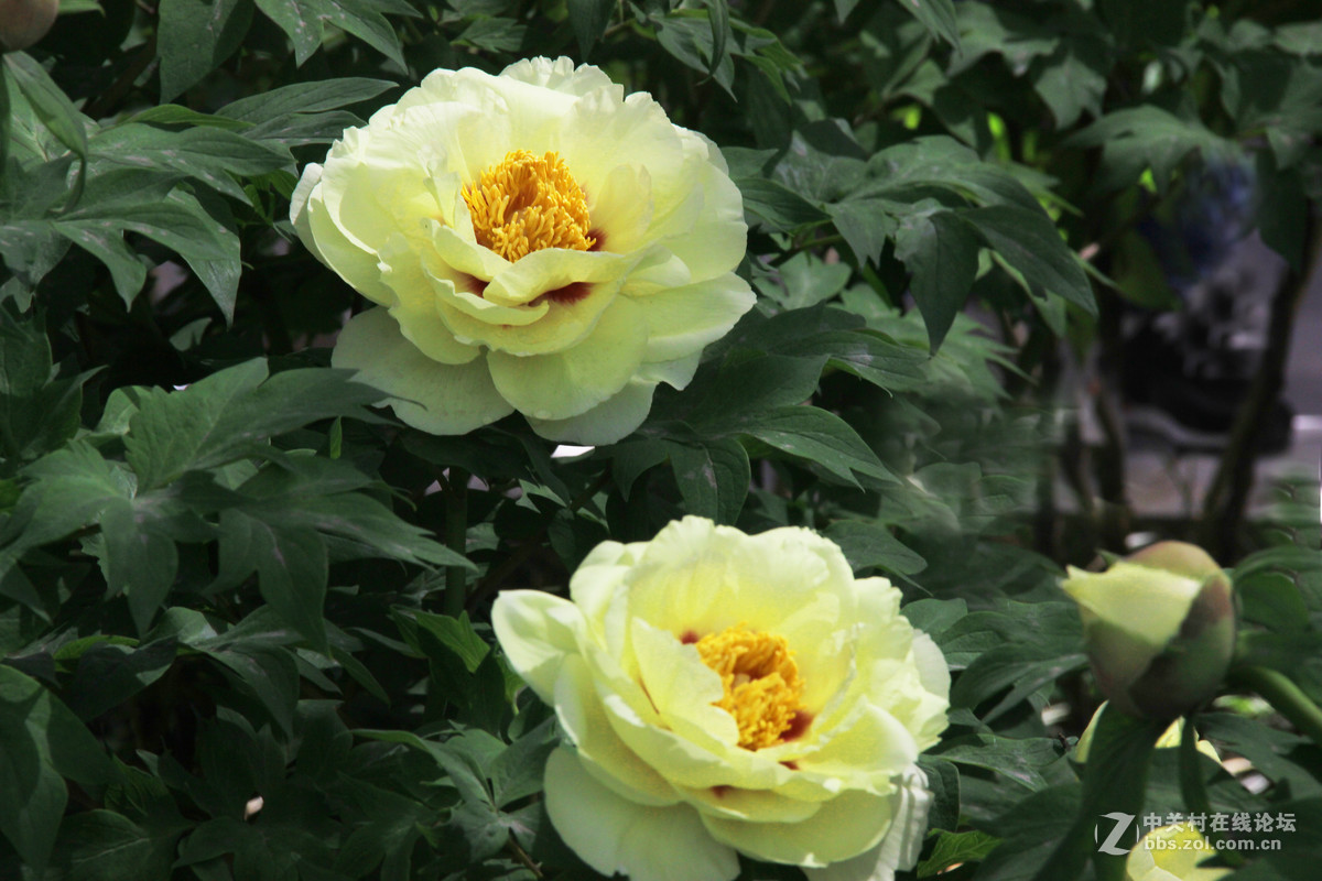 洛阳牡丹甲天下绿牡丹2