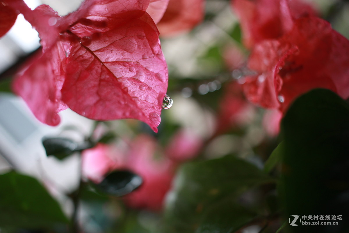 第一台单反，大家给点意见，拍得如何！请指导一下