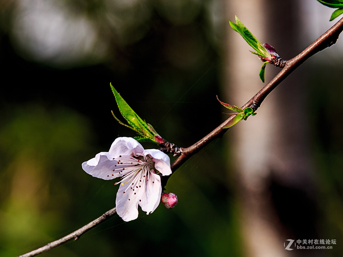 柳条绿了，桃花红了