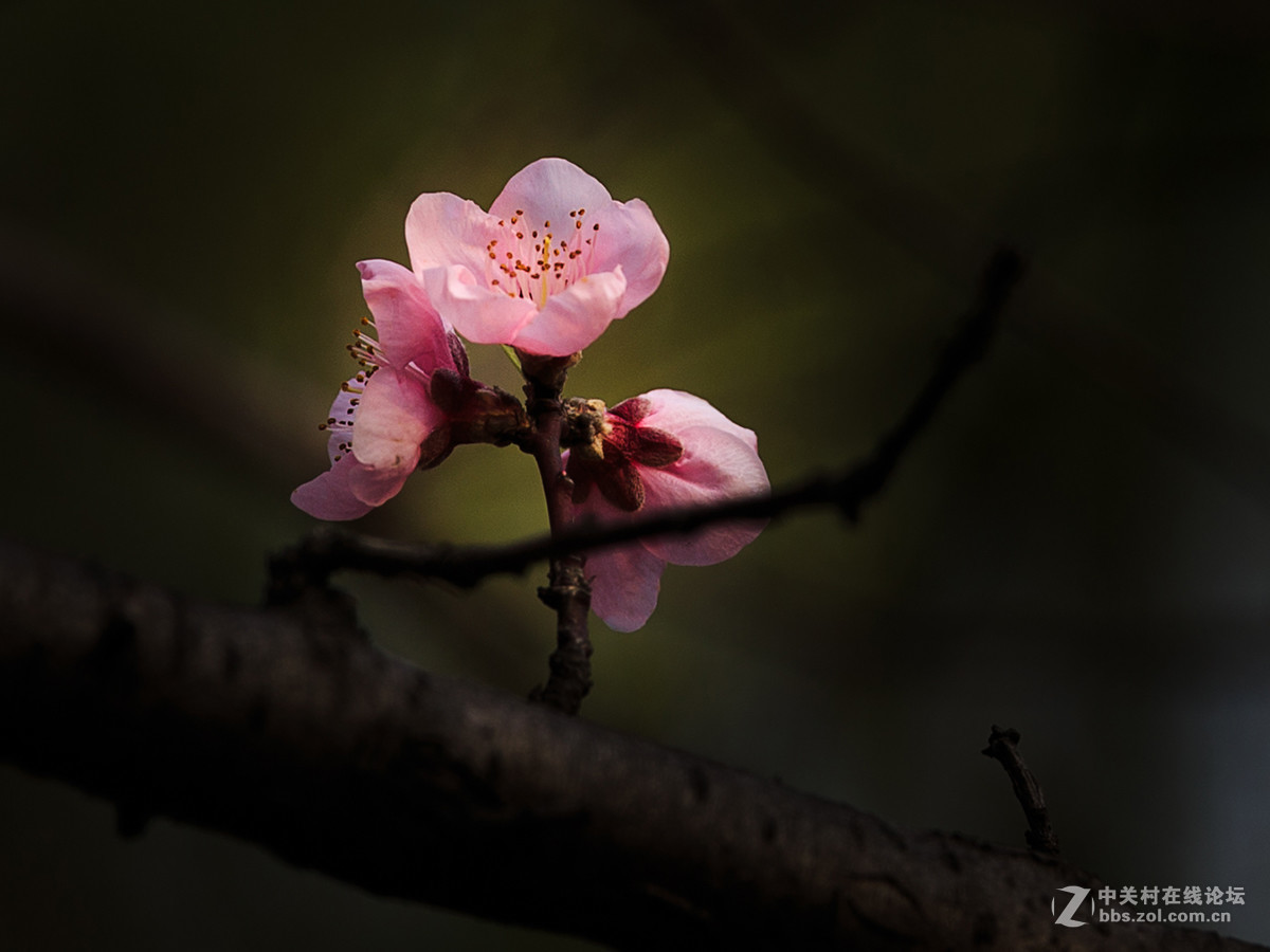 柳条绿了，桃花红了