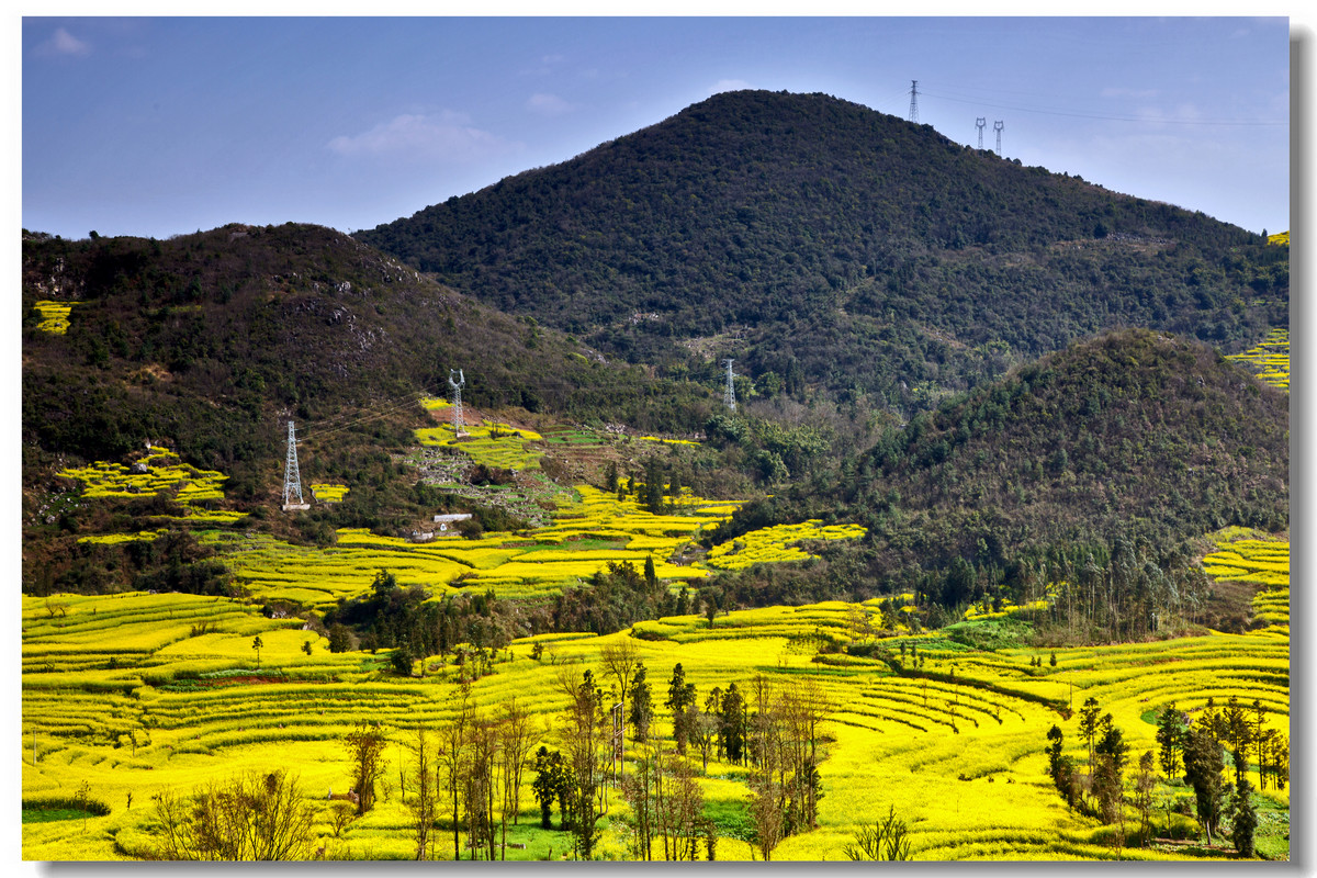 云南罗平·螺丝田花海